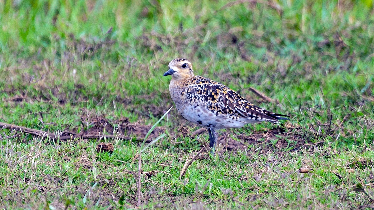 Pacific Golden Plover [Pluvialis fulva]