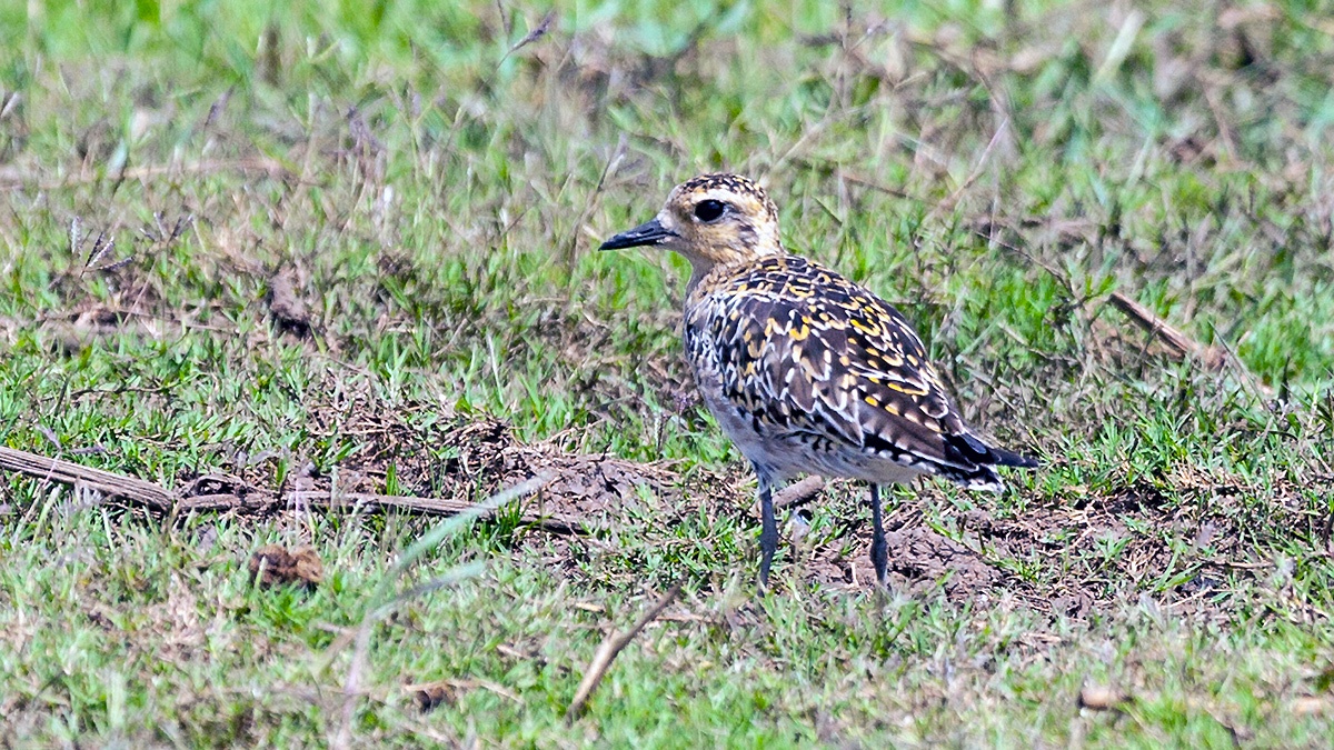 Pacific Golden Plover [Pluvialis fulva]