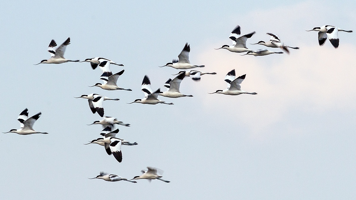 Pied Avocet [Recurvirostra avosetta]