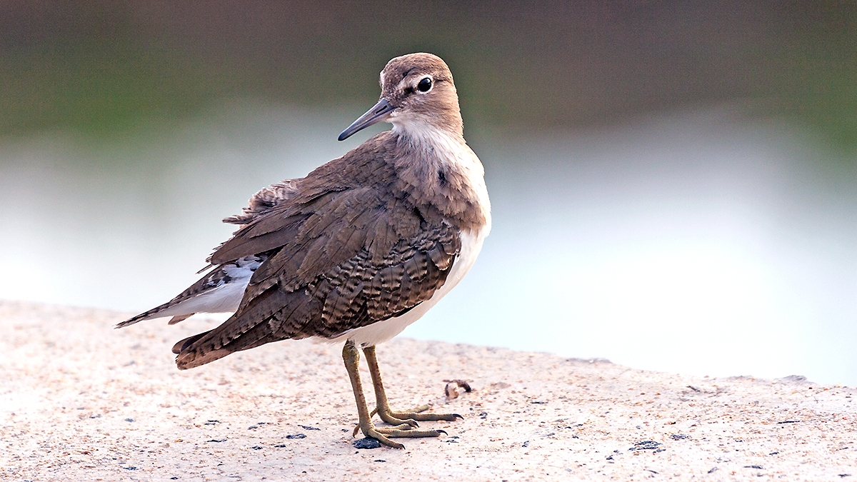 Common Sandpiper [Actitis hypoleucos]