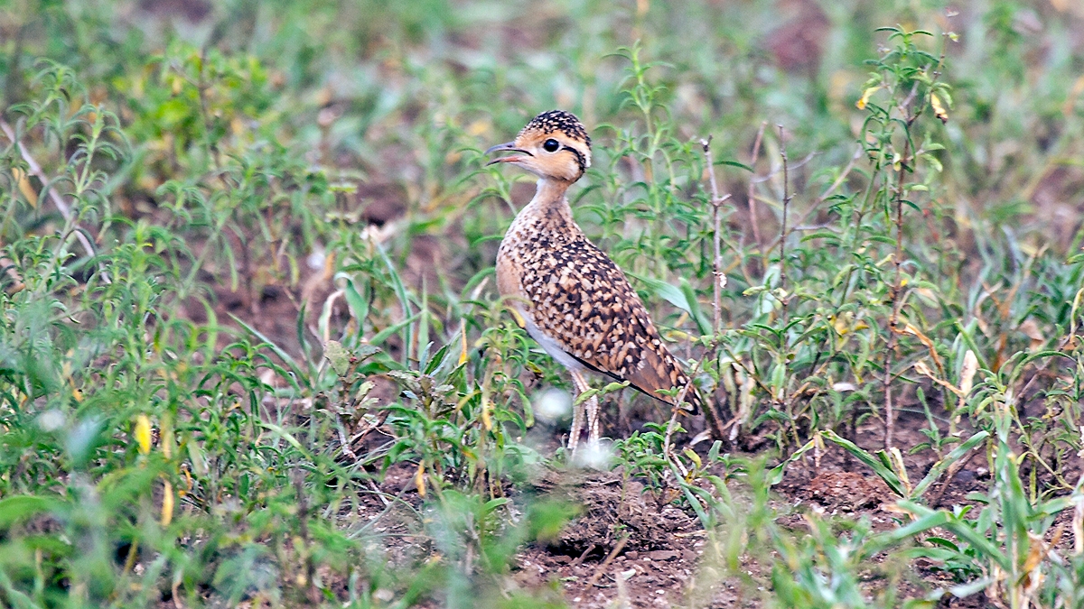 Temminck's Courser [Cursorius temminckii ruvanensis]