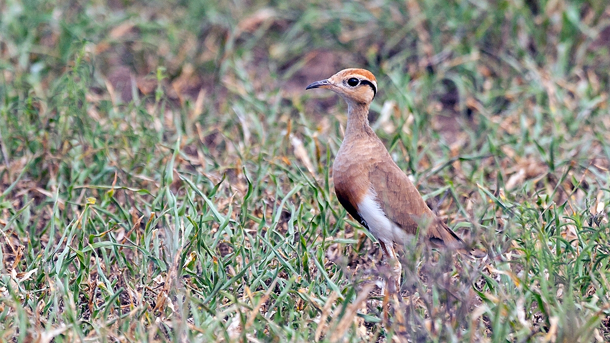 Temminck's Courser [Cursorius temminckii ruvanensis]