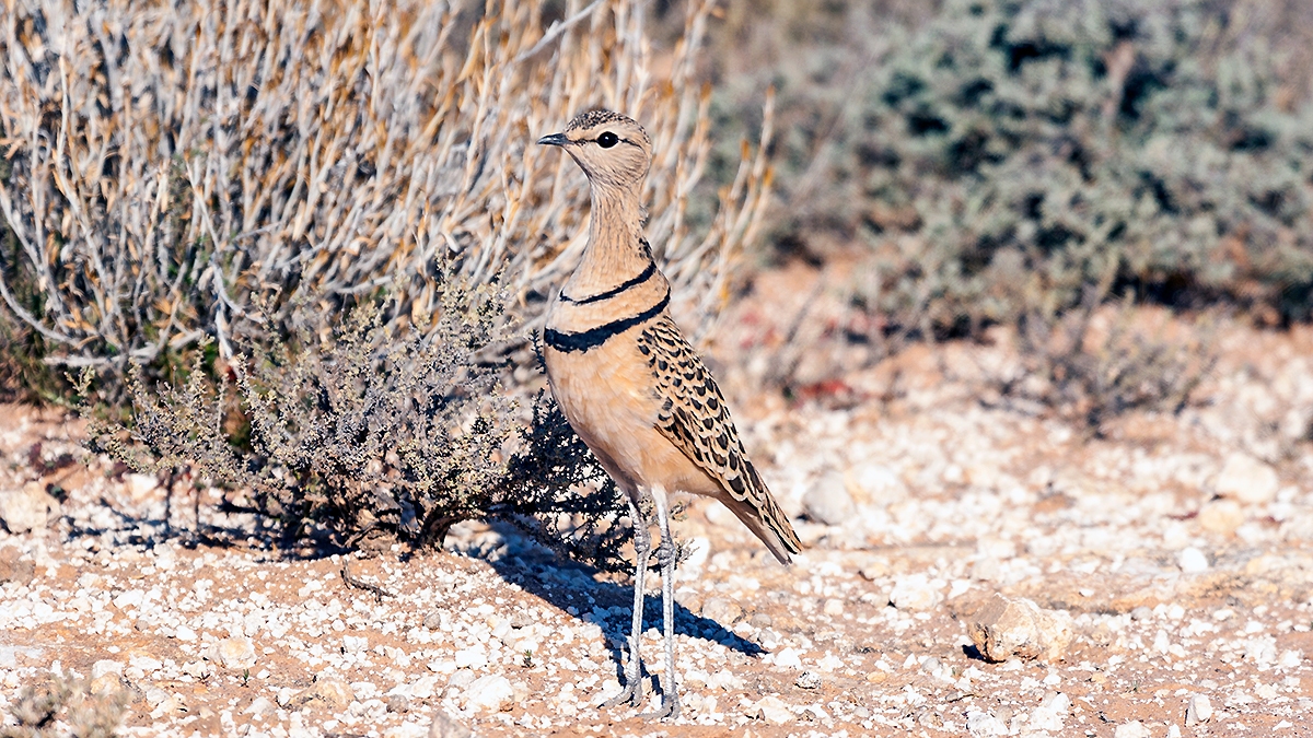 Double-banded Courser [Rhinoptilus africanus africanus]