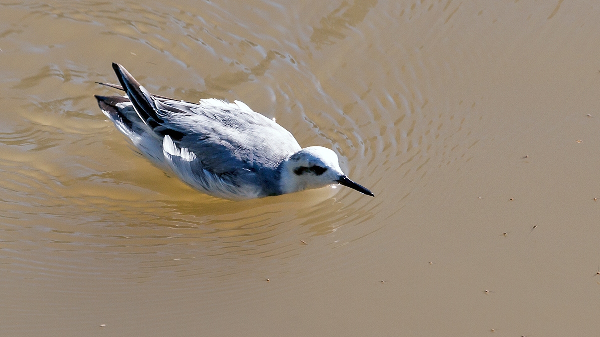 Red Phalarope [Phalaropus fulicarius]