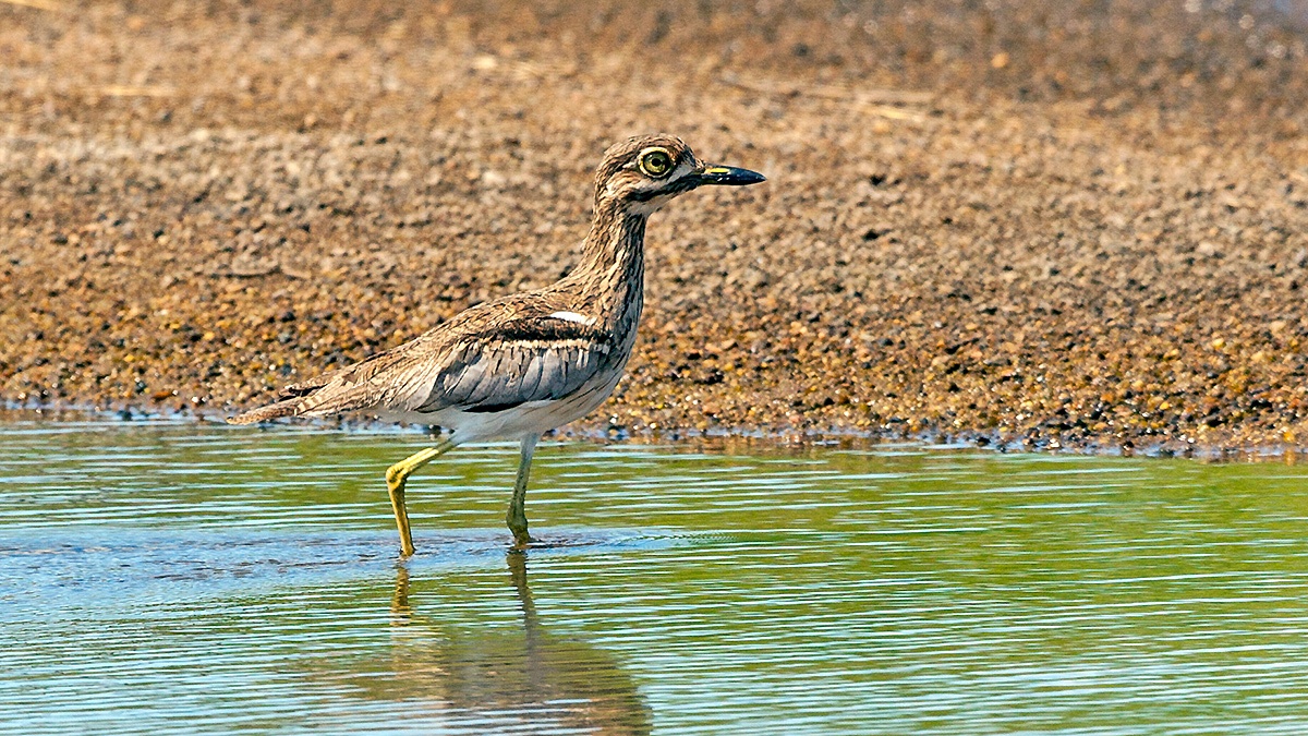 Water Thick-knee [Burhinus vermiculatus vermiculatus]