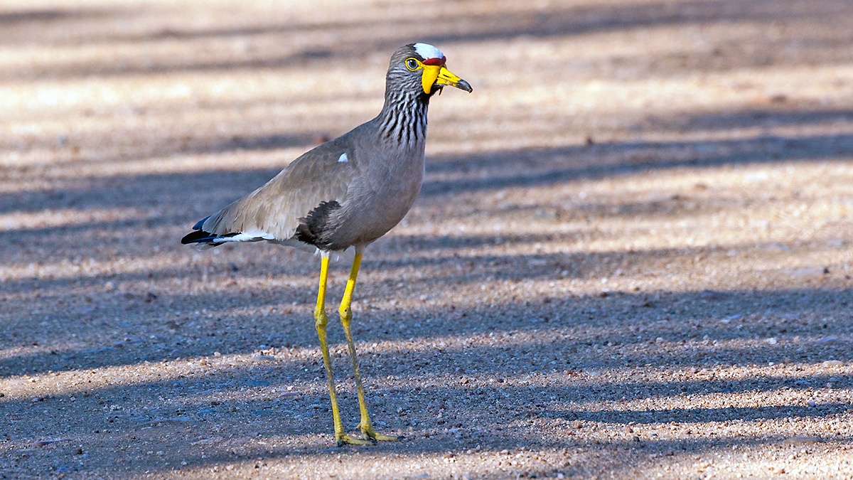 African Wattled Lapwing [Vanellus senegallus lateralis]