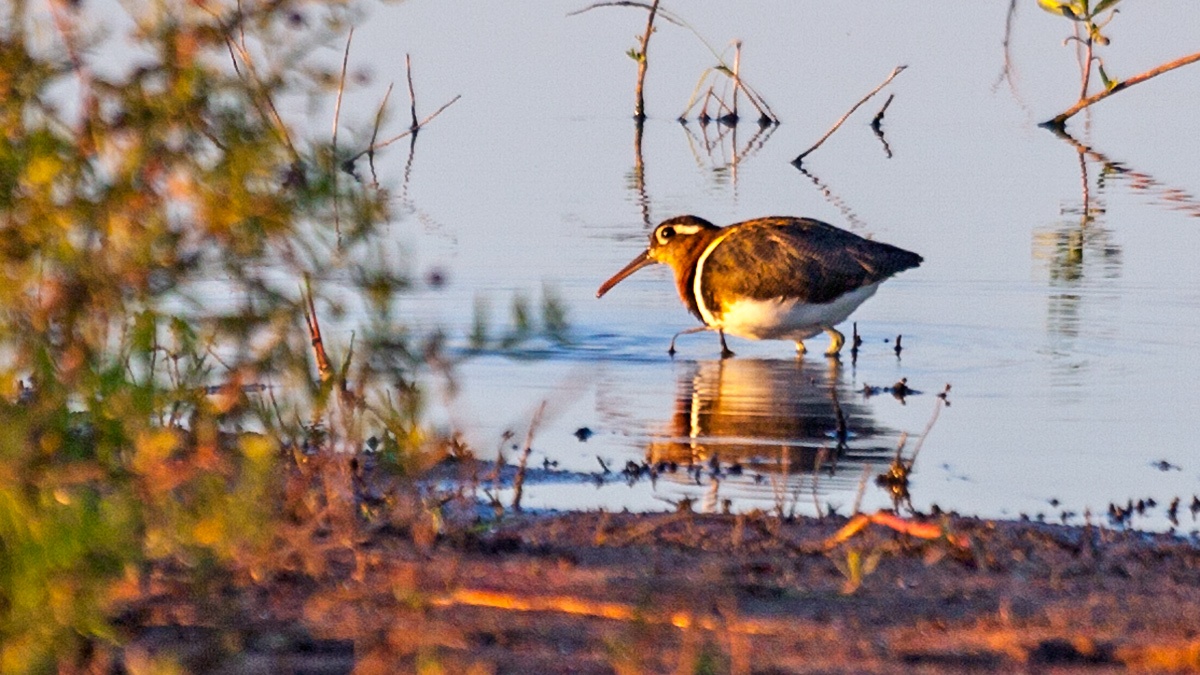Greater Painted-snipe [Rostratula benghalensis]