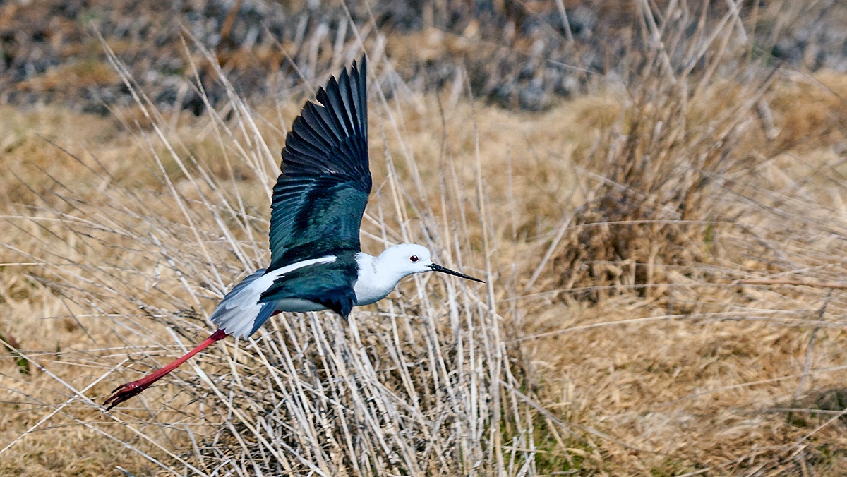 Black-winged Stilt [Himantopus himantopus]