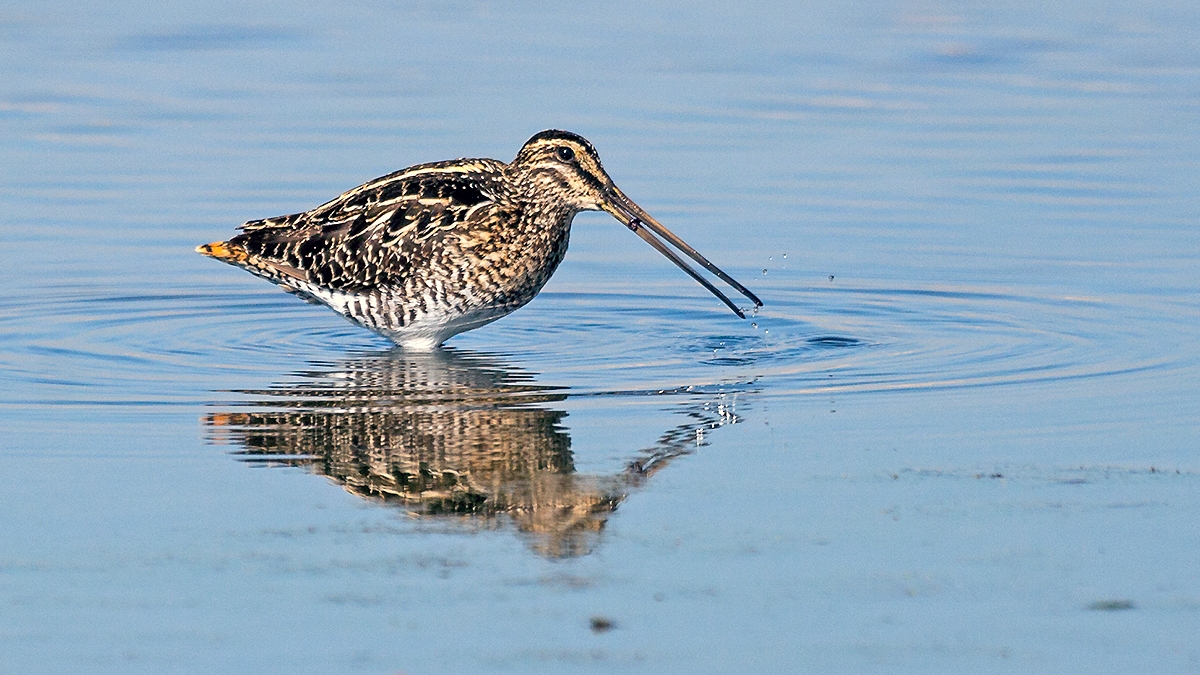 African Snipe [Gallinago nigripennis nigripennis]