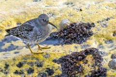 Purple Sandpiper [Calidris maritima]