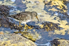 Purple Sandpiper [Calidris maritima]