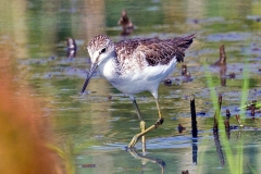 Marsh Sandpiper [Tringa stagnatilis]