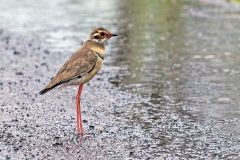 Bronze-winged Courser [Rhinoptilus chalcopterus]