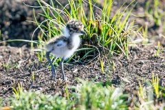 Blacksmith Lapwing [Vanellus armatus]