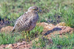 Spotted Thick-knee [Burhinus capensis capensis]