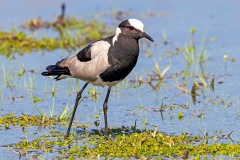 Blacksmith Lapwing [Vanellus armatus]