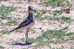 Caspian Plover [Anarhynchus asiaticus]