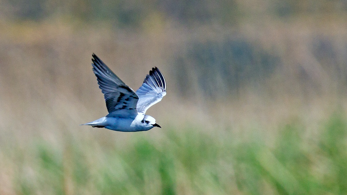 White-winged Tern [Chlidonias leucopterus]