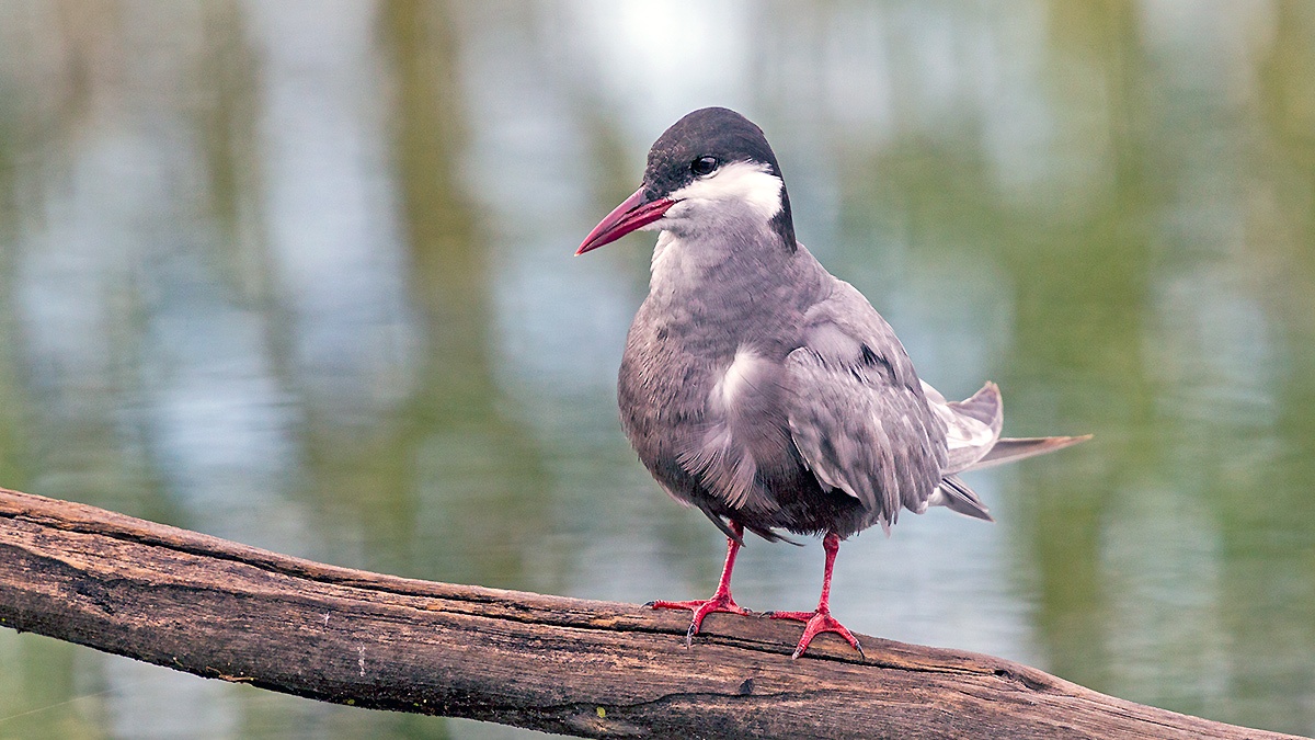 Whiskered Tern [Chlidonias hybrida delalandii]