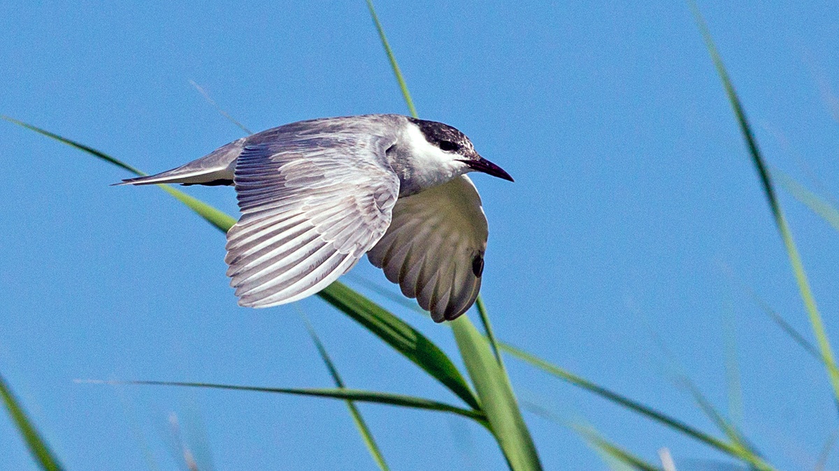 Whiskered Tern [Chlidonias hybrida delalandii]
