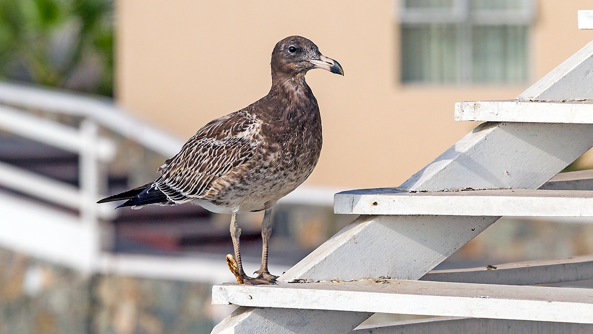 Belcher's Gull [Larus belcheri]