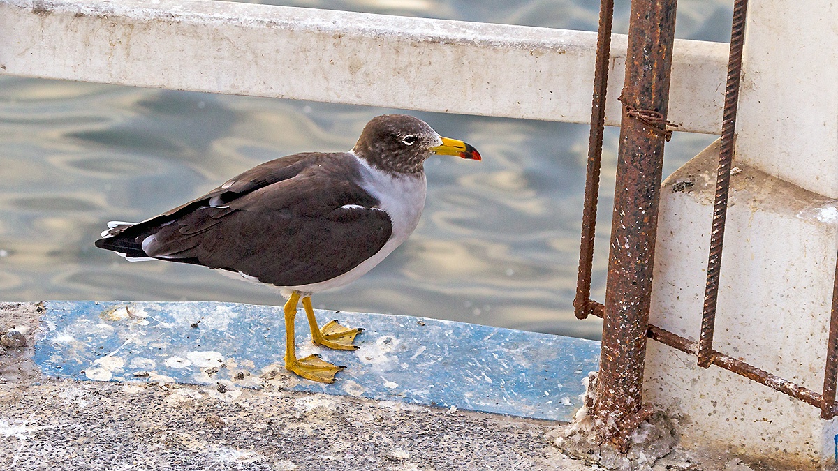 Belcher's Gull [Larus belcheri]