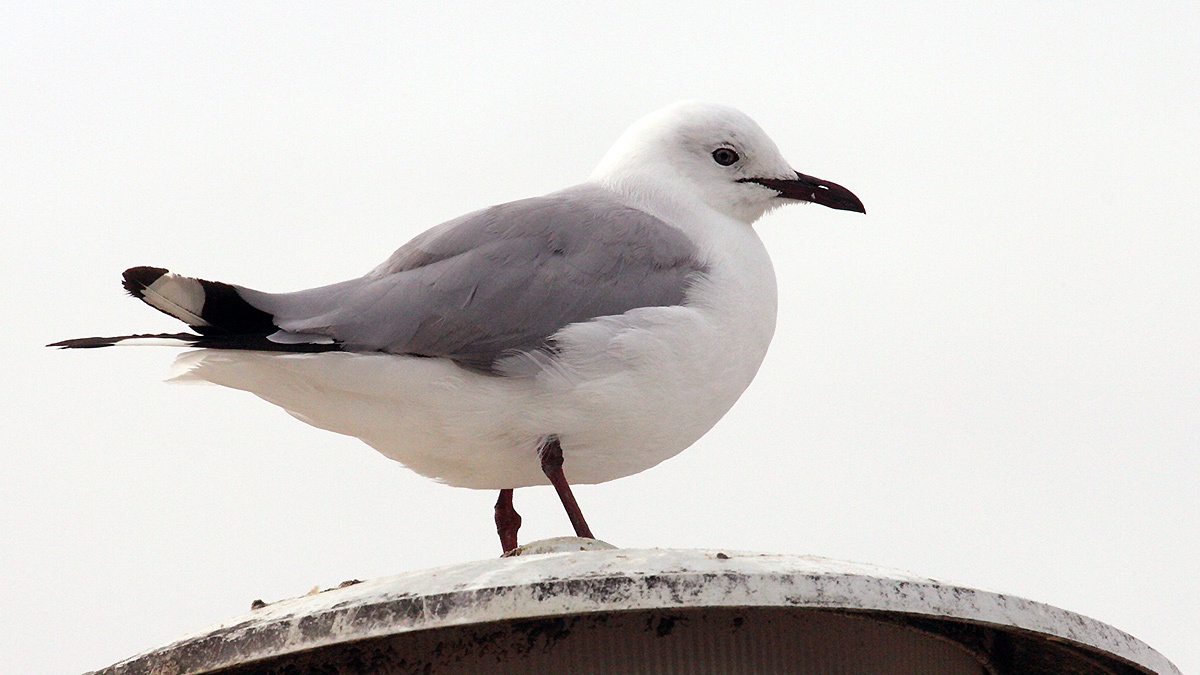 Hartlaub's Gull [Chroicocephalus hartlaubii]