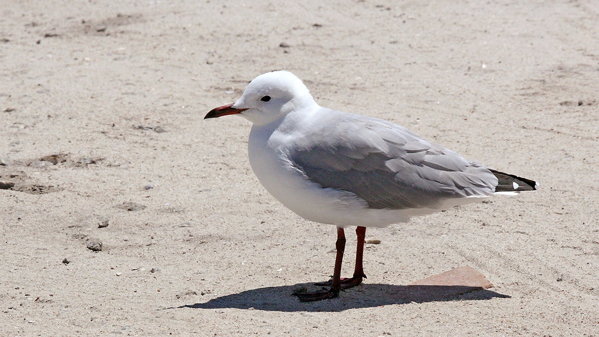 Hartlaub's Gull [Chroicocephalus hartlaubii]