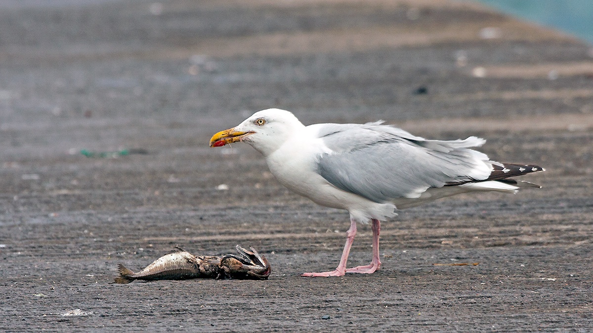 European Herring Gull [Larus argentatus argenteus]