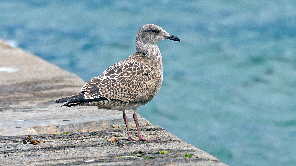 European Herring Gull [Larus argentatus argenteus]