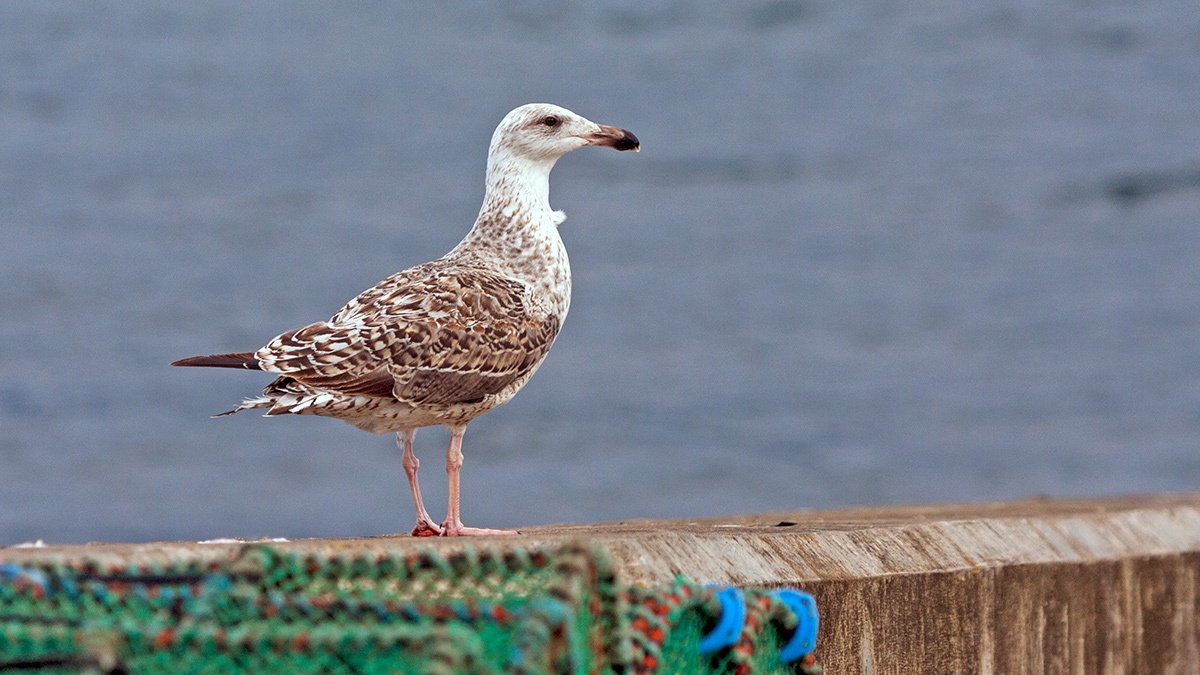 European Herring Gull [Larus argentatus argenteus]