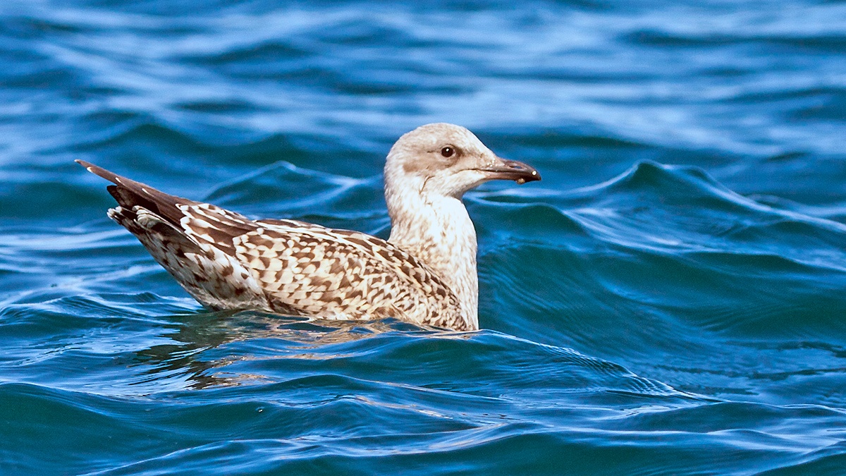 Lesser Black-backed Gull [Larus fuscus graellsii]