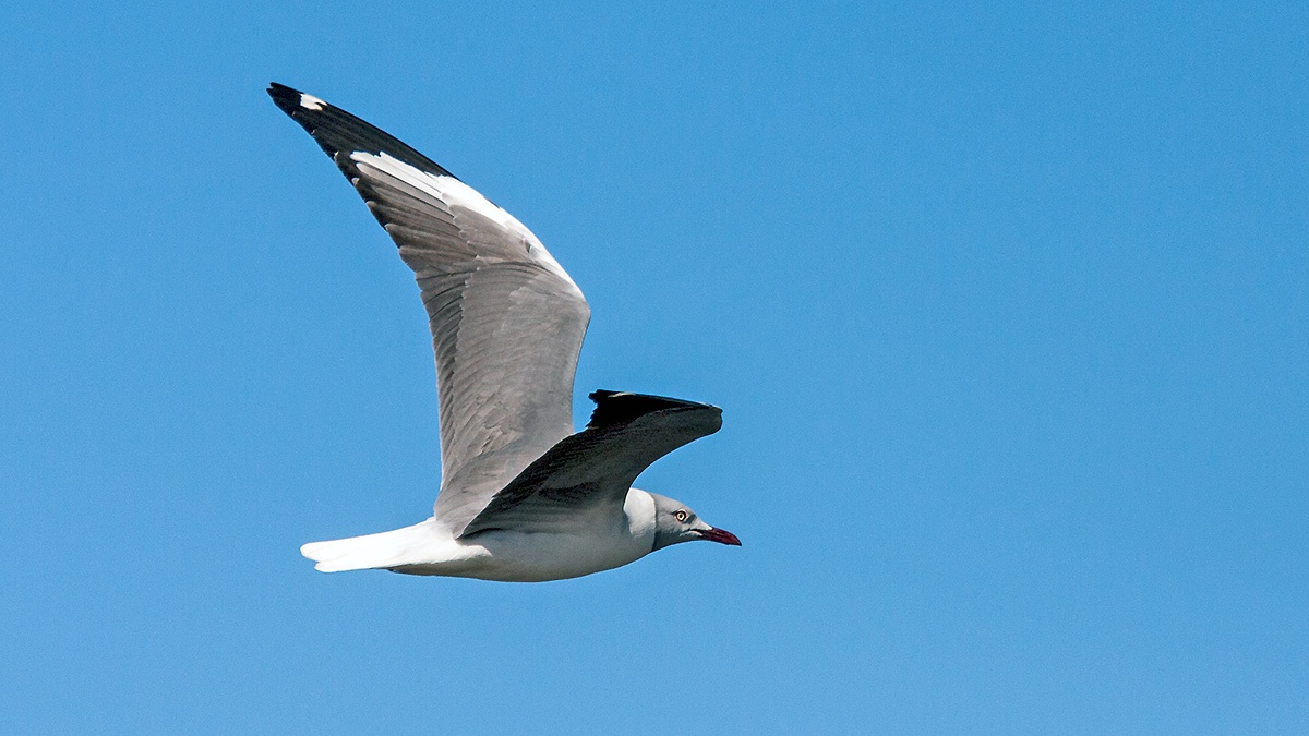 Grey-headed Gull [Chroicocephalus cirrocephalus poiocephalus]