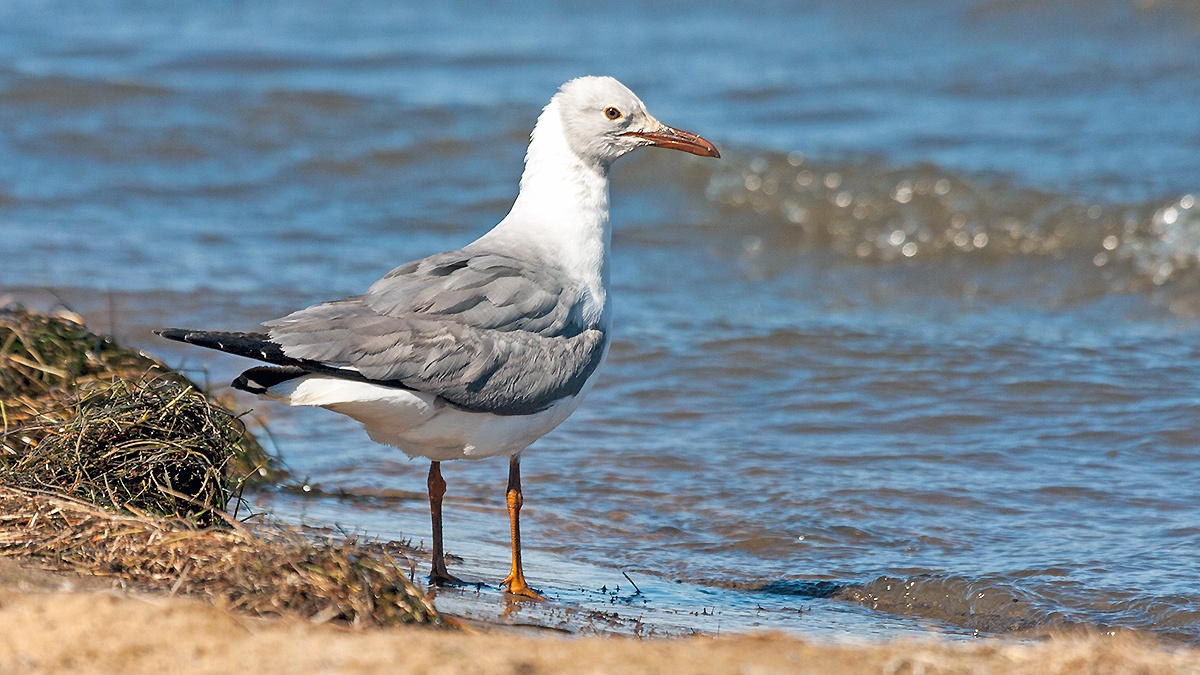 Grey-headed Gull [Chroicocephalus cirrocephalus poiocephalus]