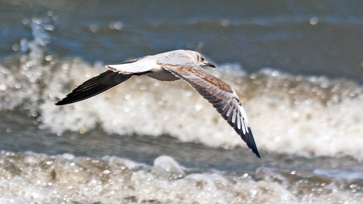 Grey-headed Gull [Chroicocephalus cirrocephalus poiocephalus]