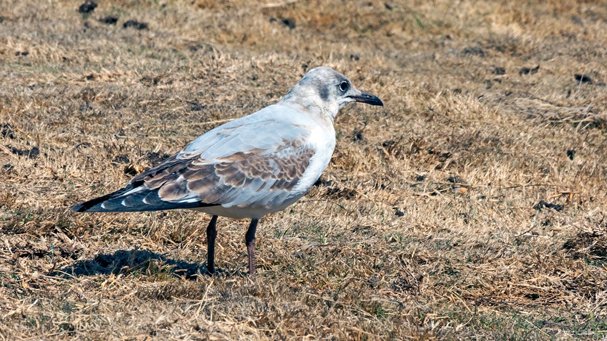 Grey-headed Gull [Chroicocephalus cirrocephalus poiocephalus]