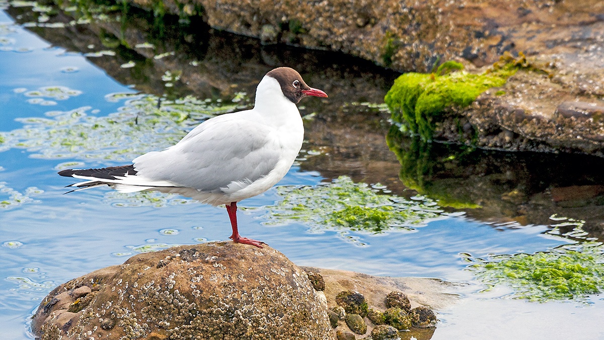 Black-headed Gull [Chroicocephalus ridibundus]