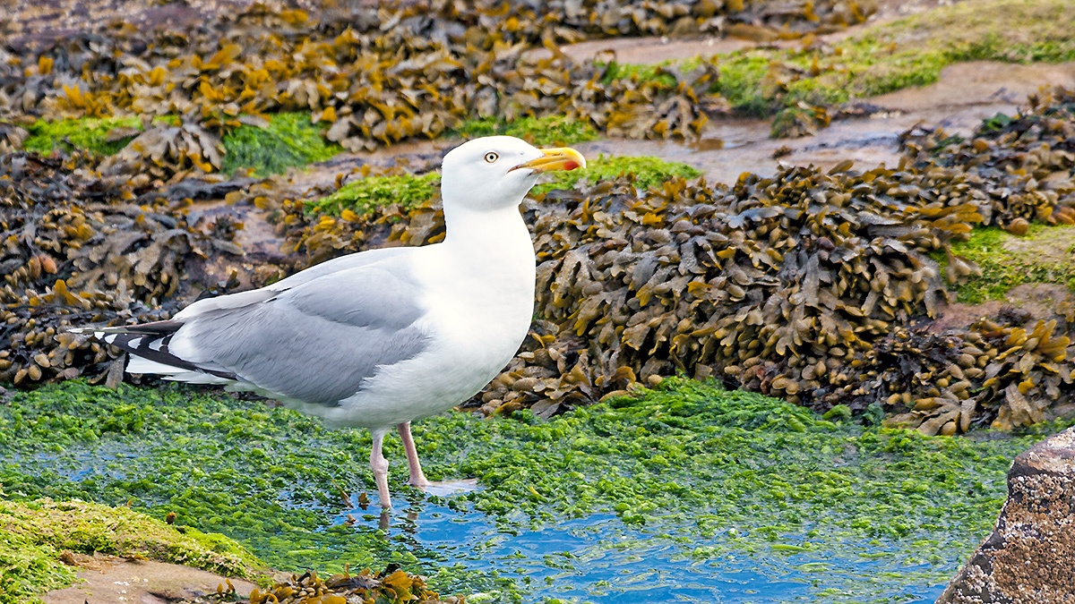 European Herring Gull [Larus argentatus argenteus]