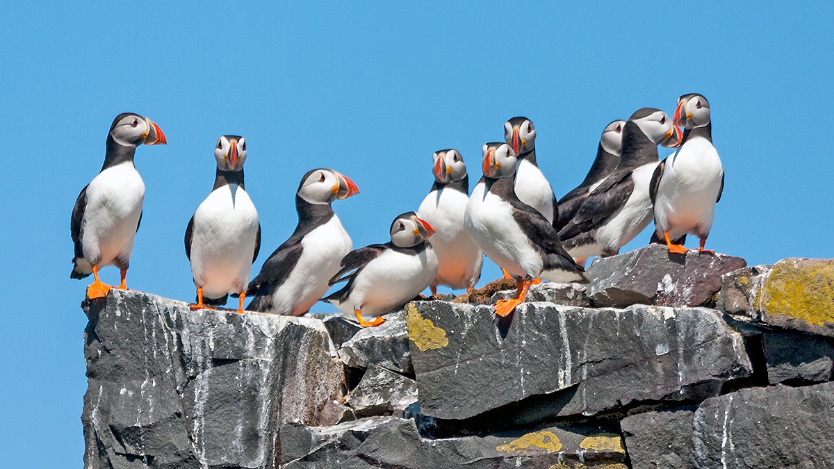 Atlantic Puffin [Fratercula arctica]