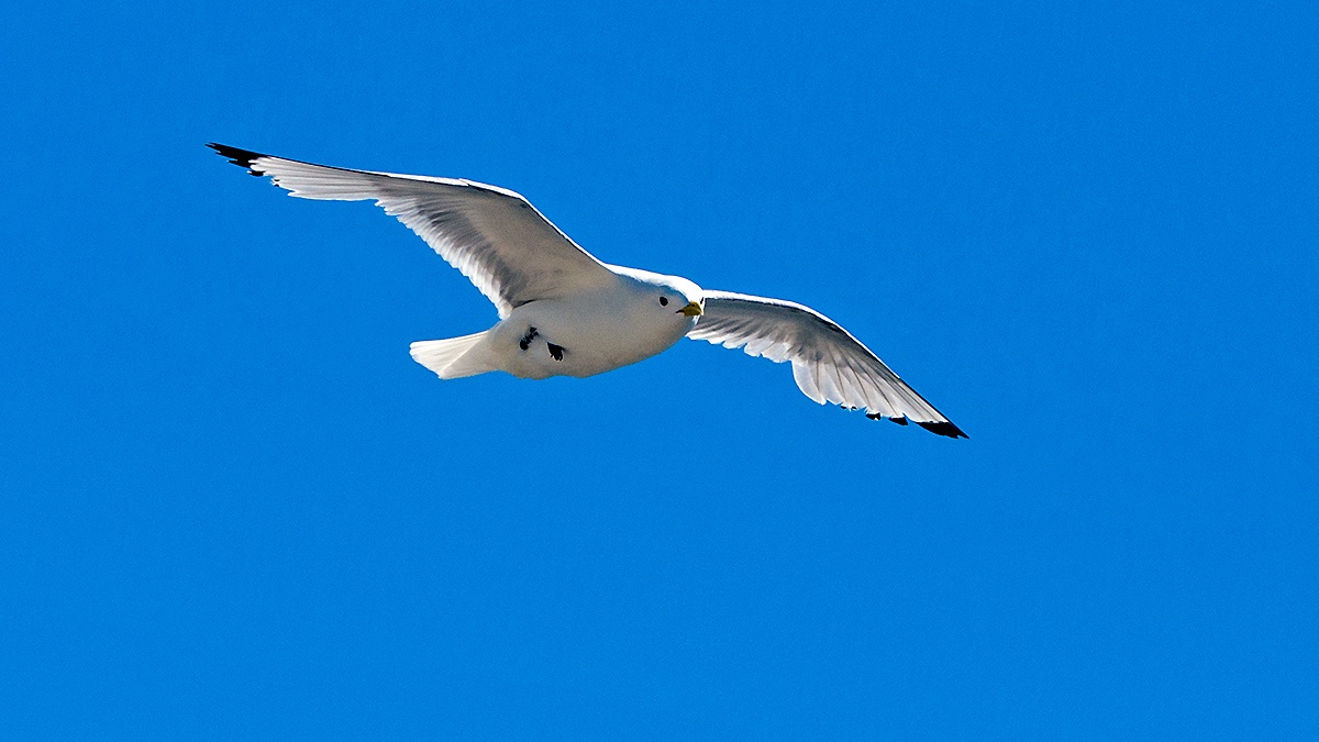 Black-legged Kittiwake [Rissa tridactyla tridactyla]