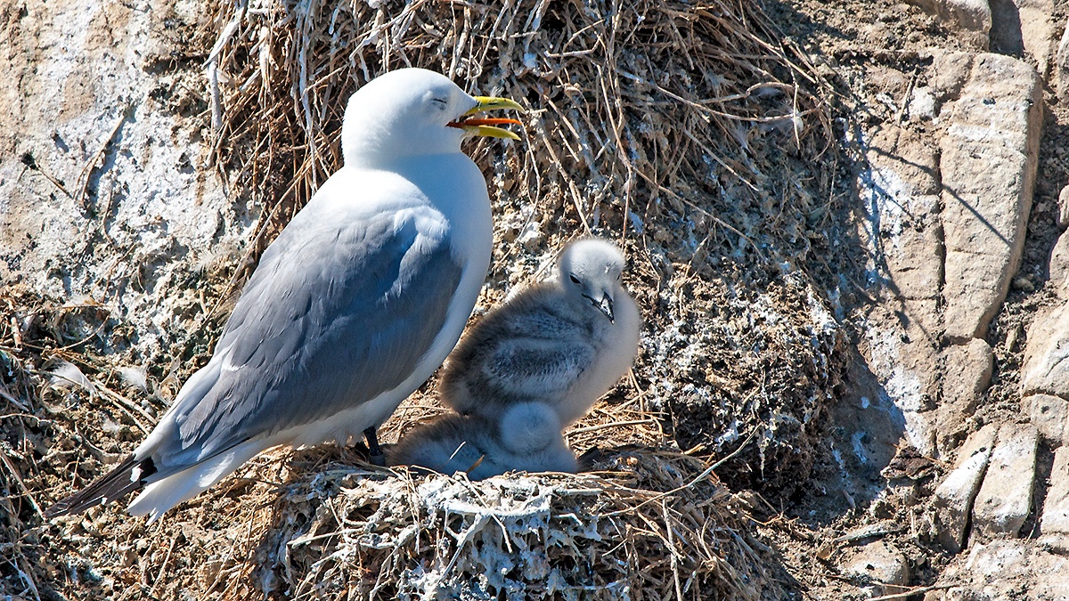 Black-legged Kittiwake [Rissa tridactyla tridactyla]