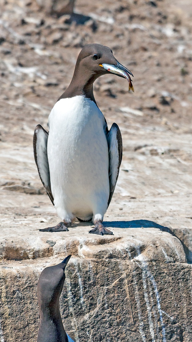 Common Murre [Uria aalge albionis]