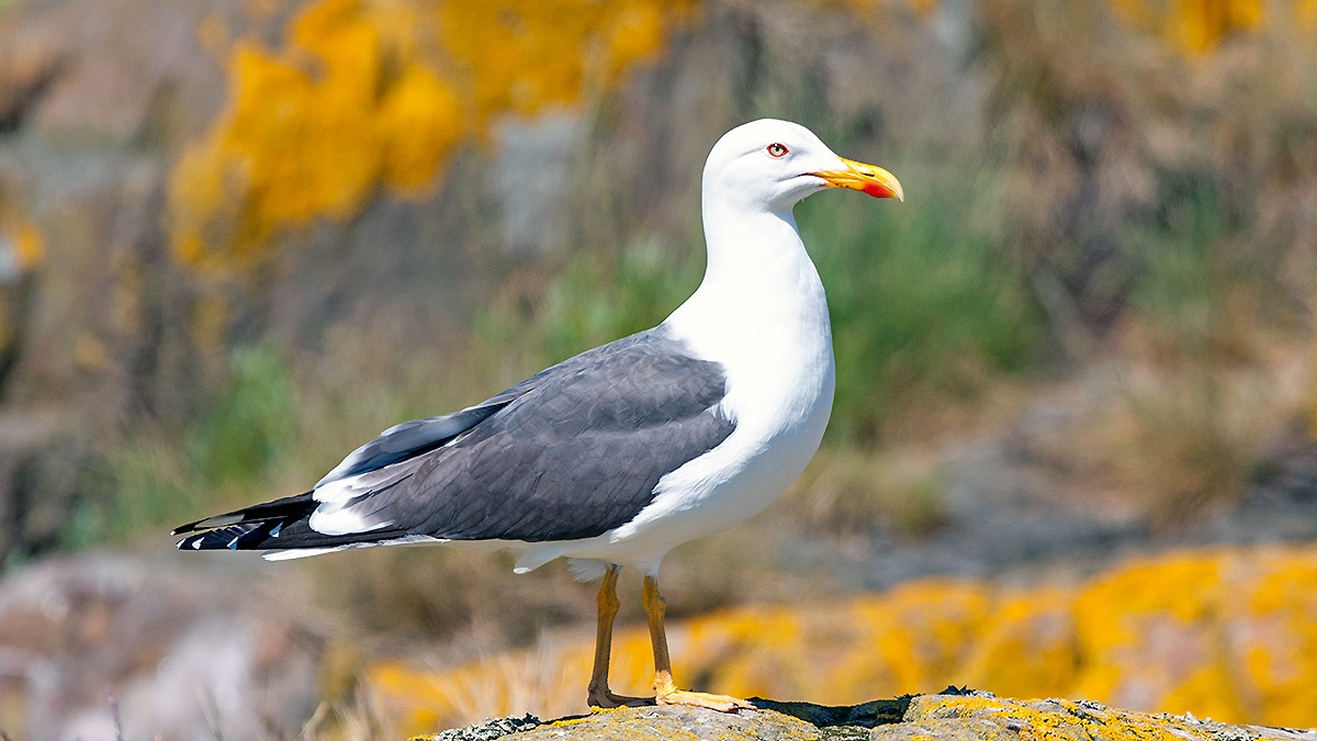 Lesser Black-backed Gull [Larus fuscus graellsii]