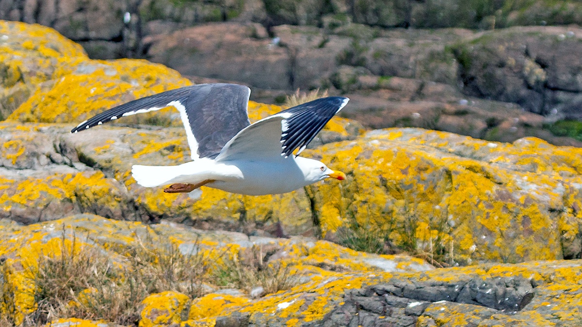 Lesser Black-backed Gull [Larus fuscus graellsii]