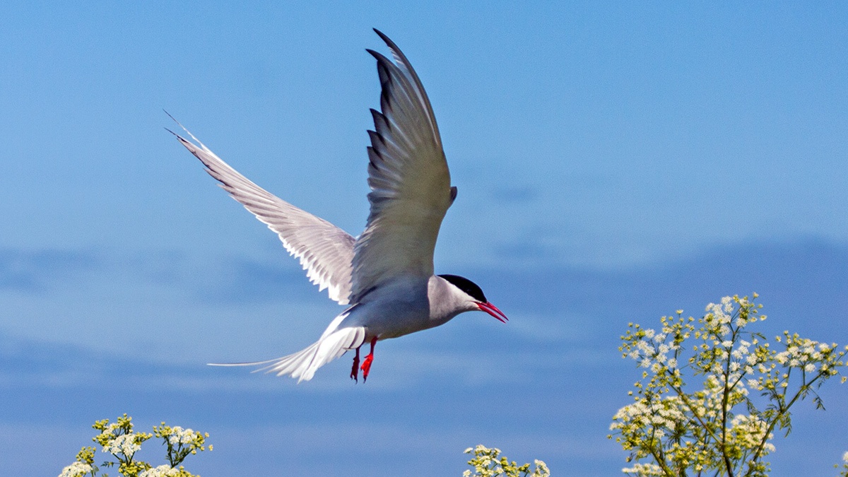 Arctic Tern [Sterna paradisaea]