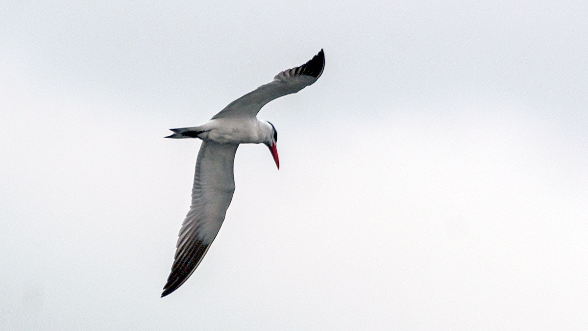 Caspian Tern [Hydroprogne caspia]