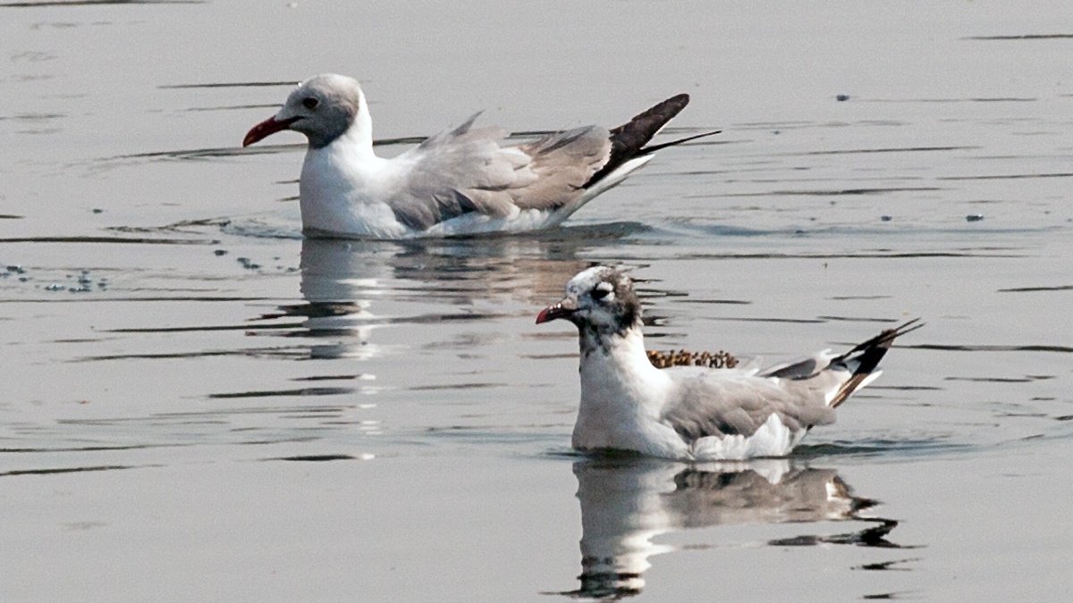 Franklin's Gull [Leucophaeus pipixcan]
