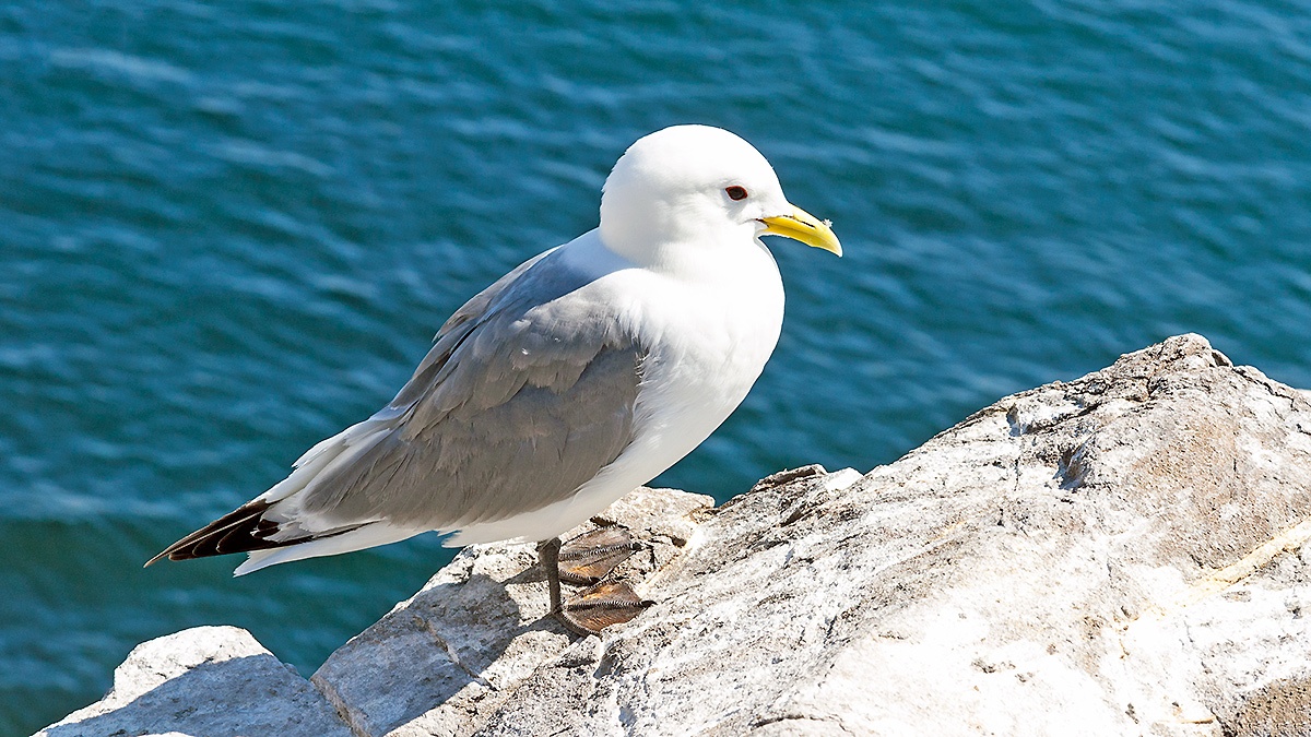 Black-legged Kittiwake [Rissa tridactyla tridactyla]