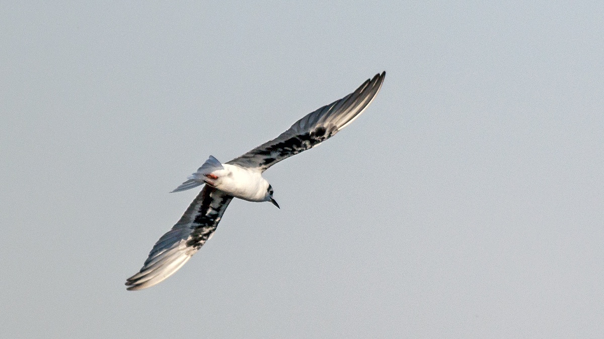 White-winged Tern [Chlidonias leucopterus]