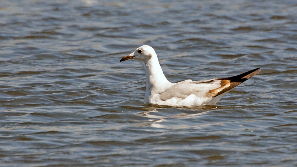 Grey-headed Gull [Chroicocephalus cirrocephalus poiocephalus]